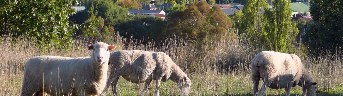 Sheep with Crookwell town