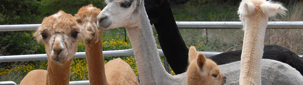 Animal Care - Camelids
