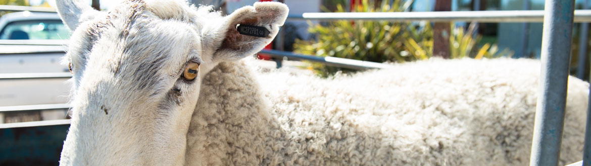 Animal Care - Sheep