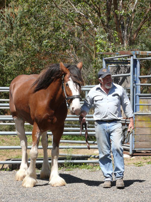 Bob with clydesdale