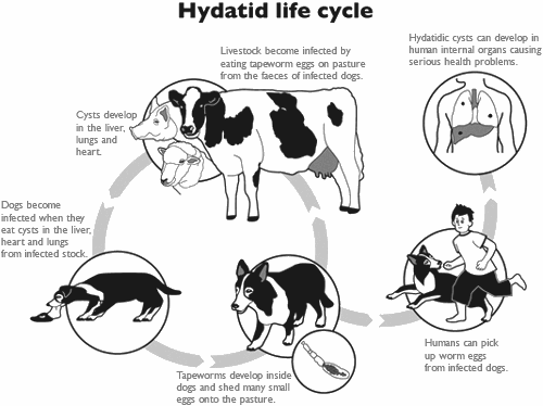 Hydatid life cycle