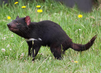 Tasmanian Devil conservation