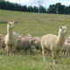 Alpacas as guardians