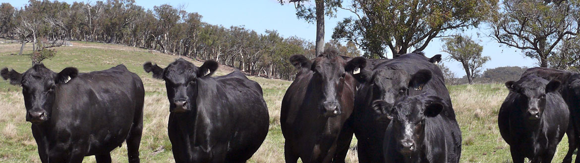 Angus-cattle-Crookwell