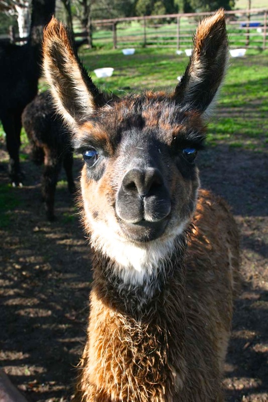 Camelid caesarian