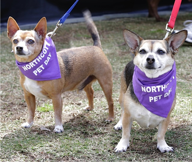 Northcott Pet Day