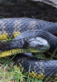 Tiger snake - Image courtesy Australian Venom Research Unit