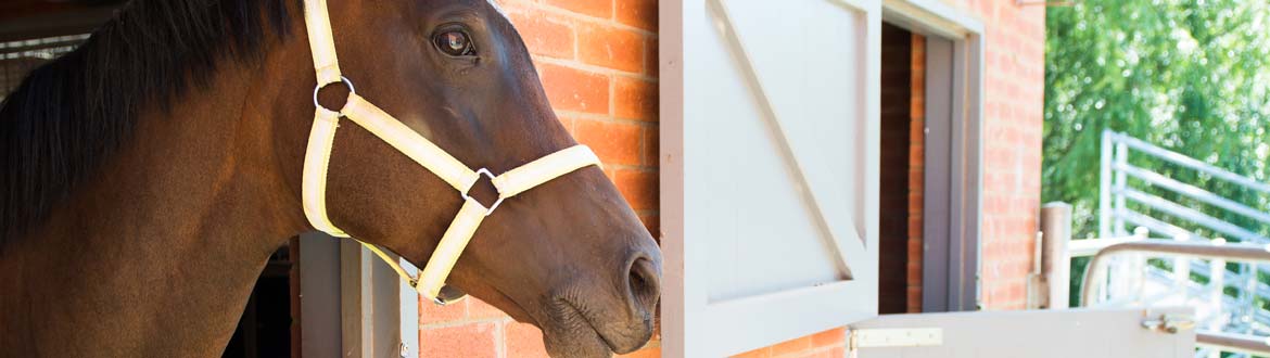 horse-stable-Crookwell