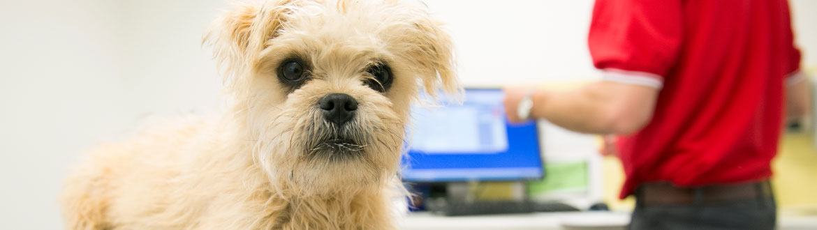 puppy-veterinarian-consult